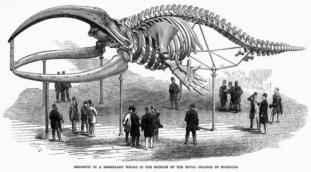 whale-skeleton-1866-granger